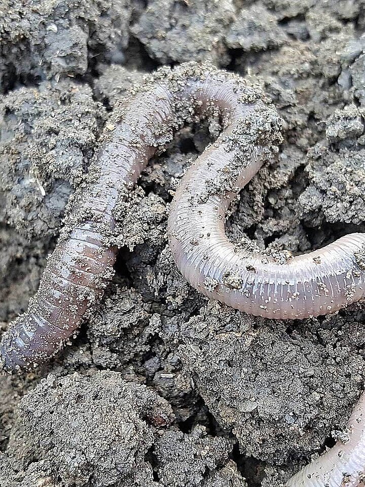 Earthworm