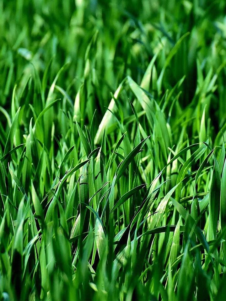 Grass