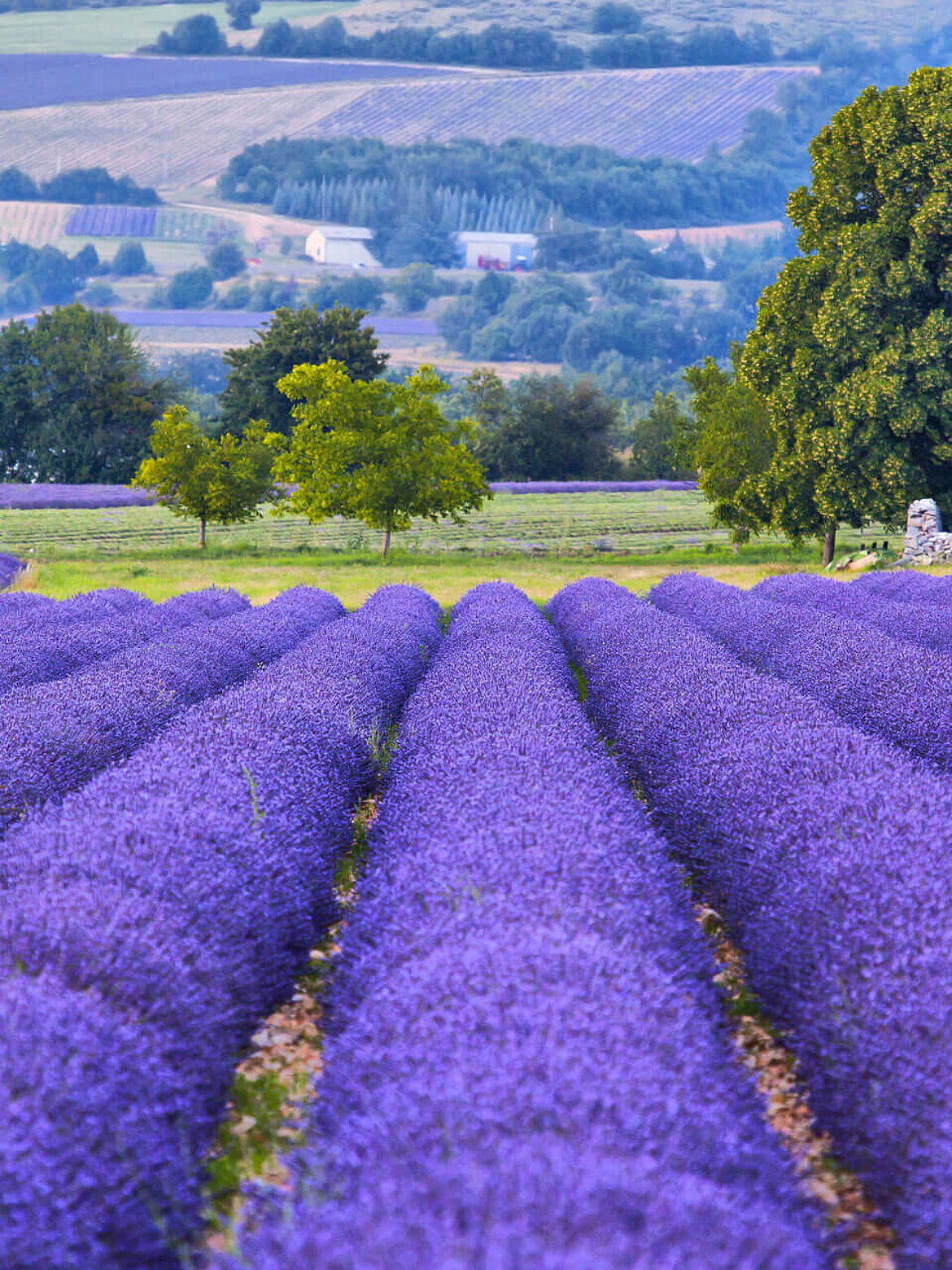 Field of lavender