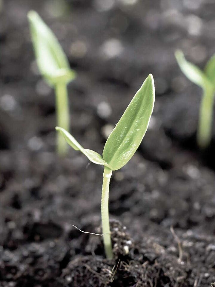 Soil with sprouting plants