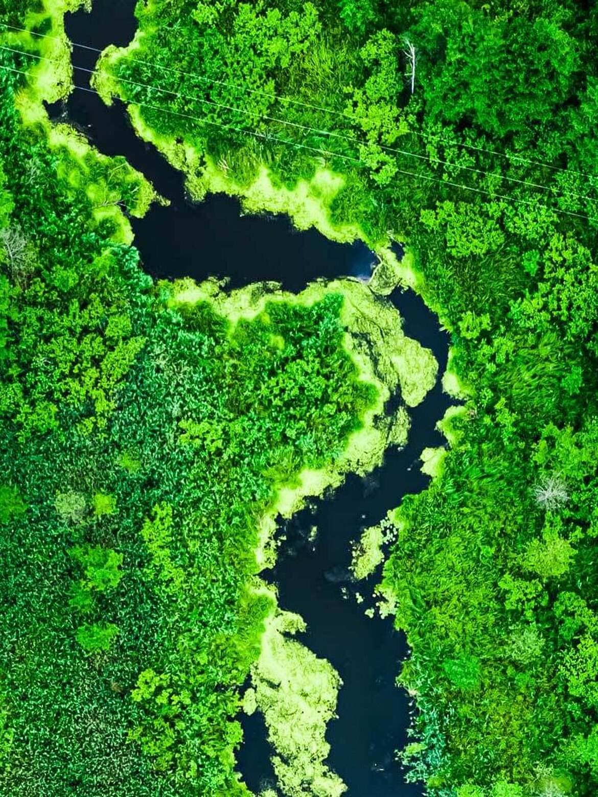 River meandering through forest