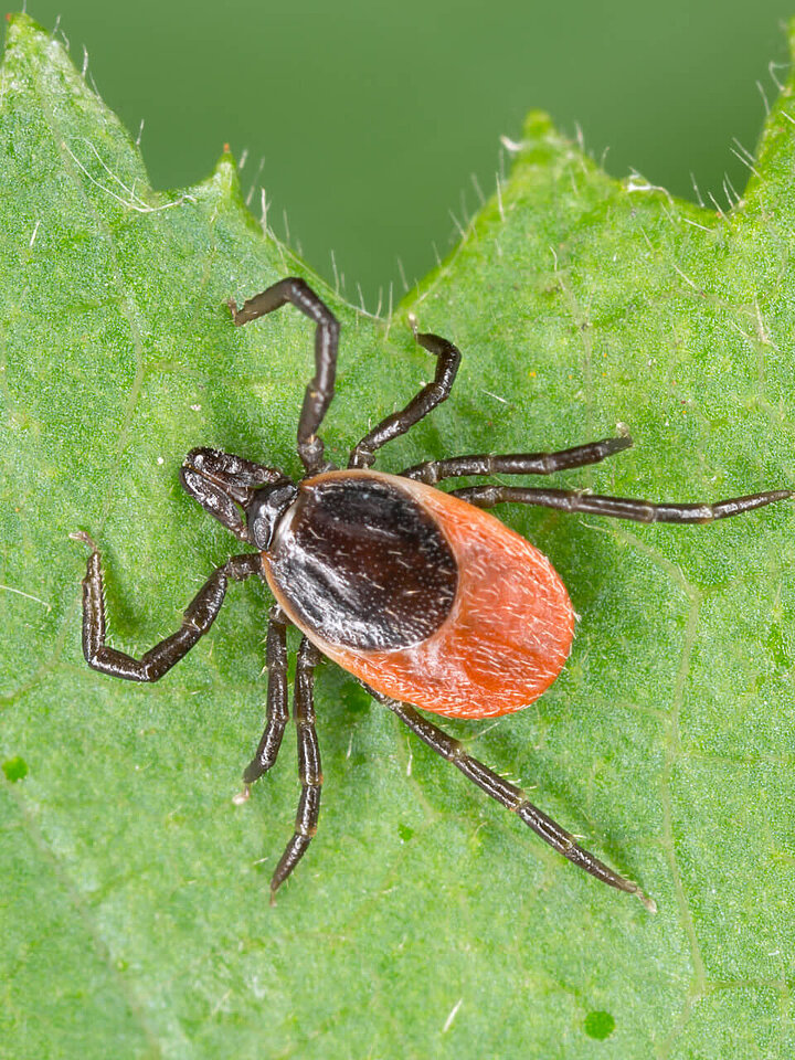 Ecology analysis tick