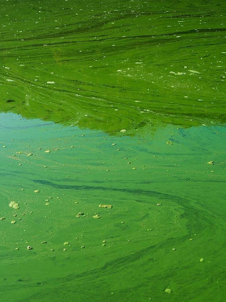 Blue-green algae or cyanobacteria in water