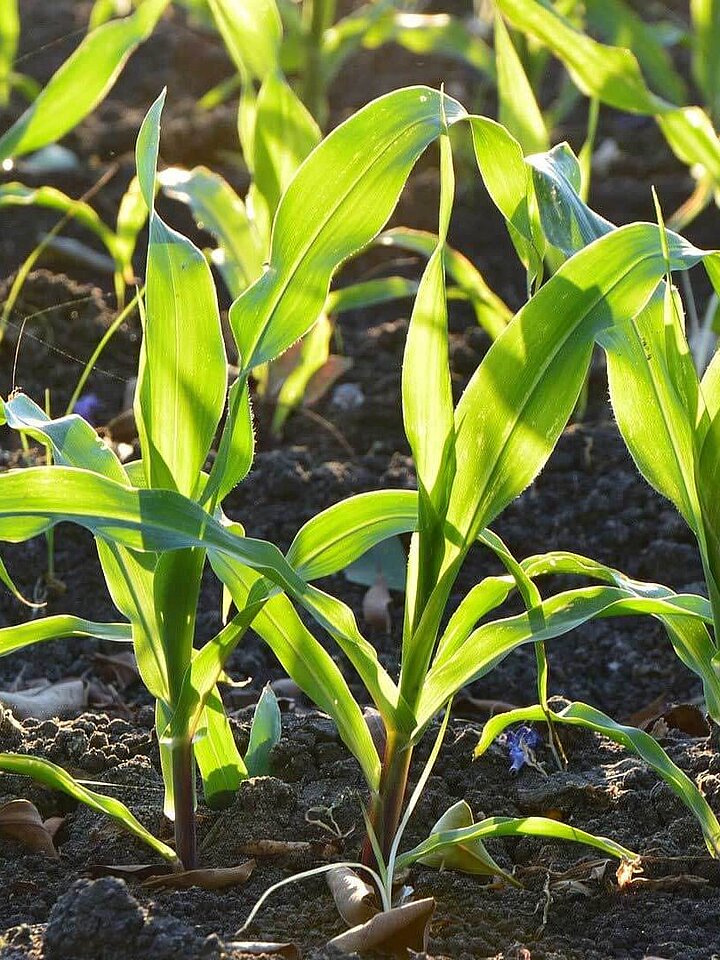 Corn plants