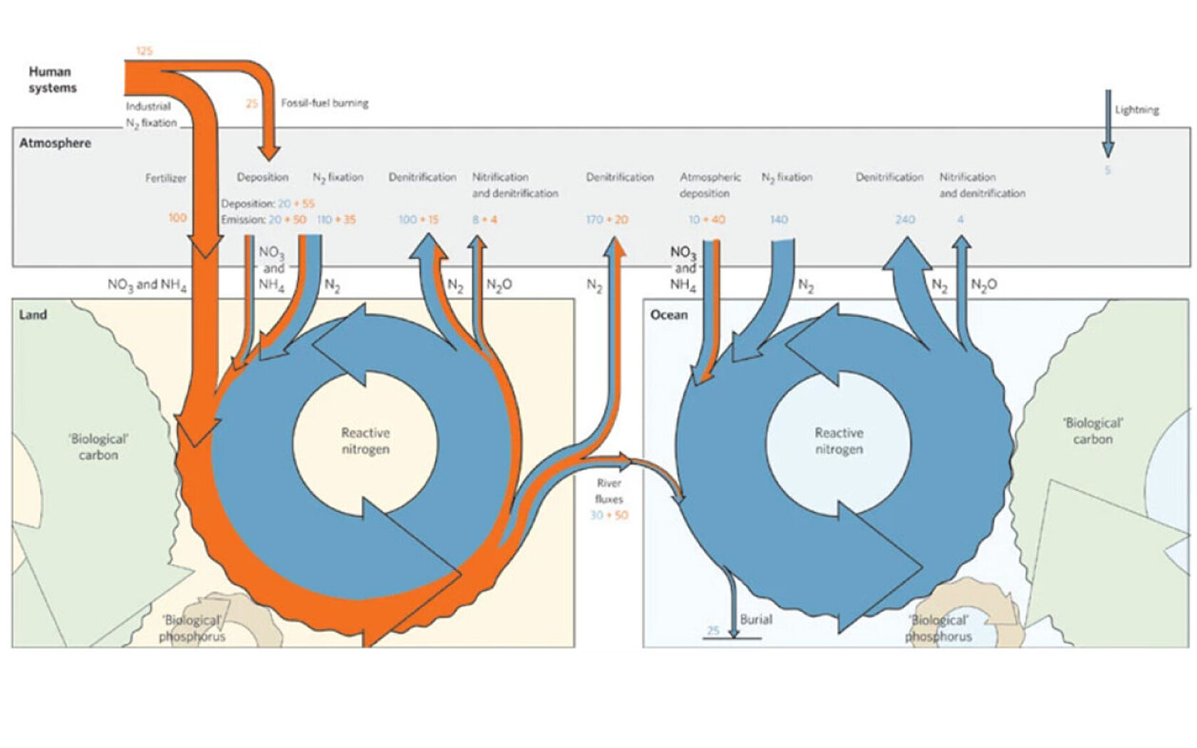 Diagram showing the global nitrogen cycle.