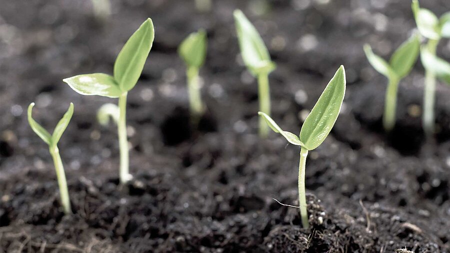 Soil with sprouting plants