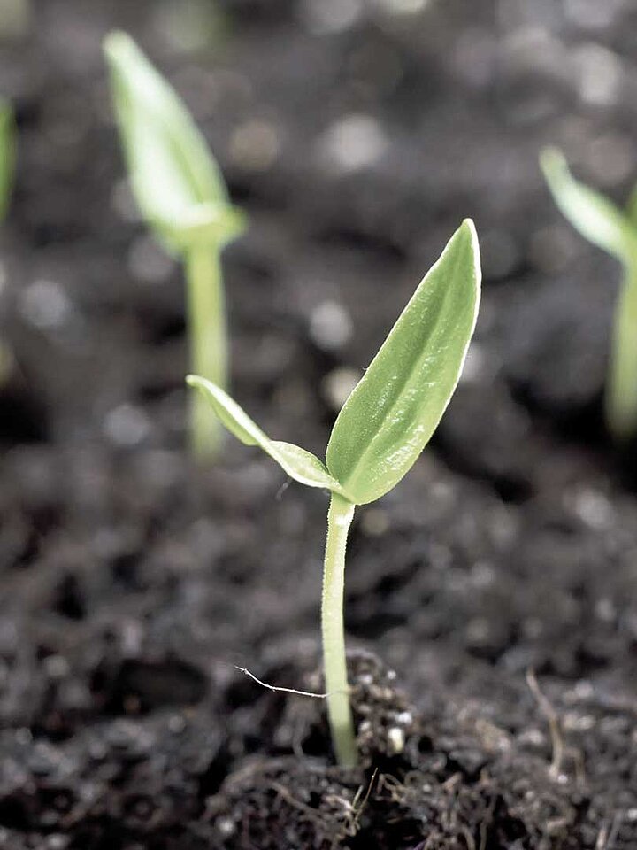 Soil with sprouting plants