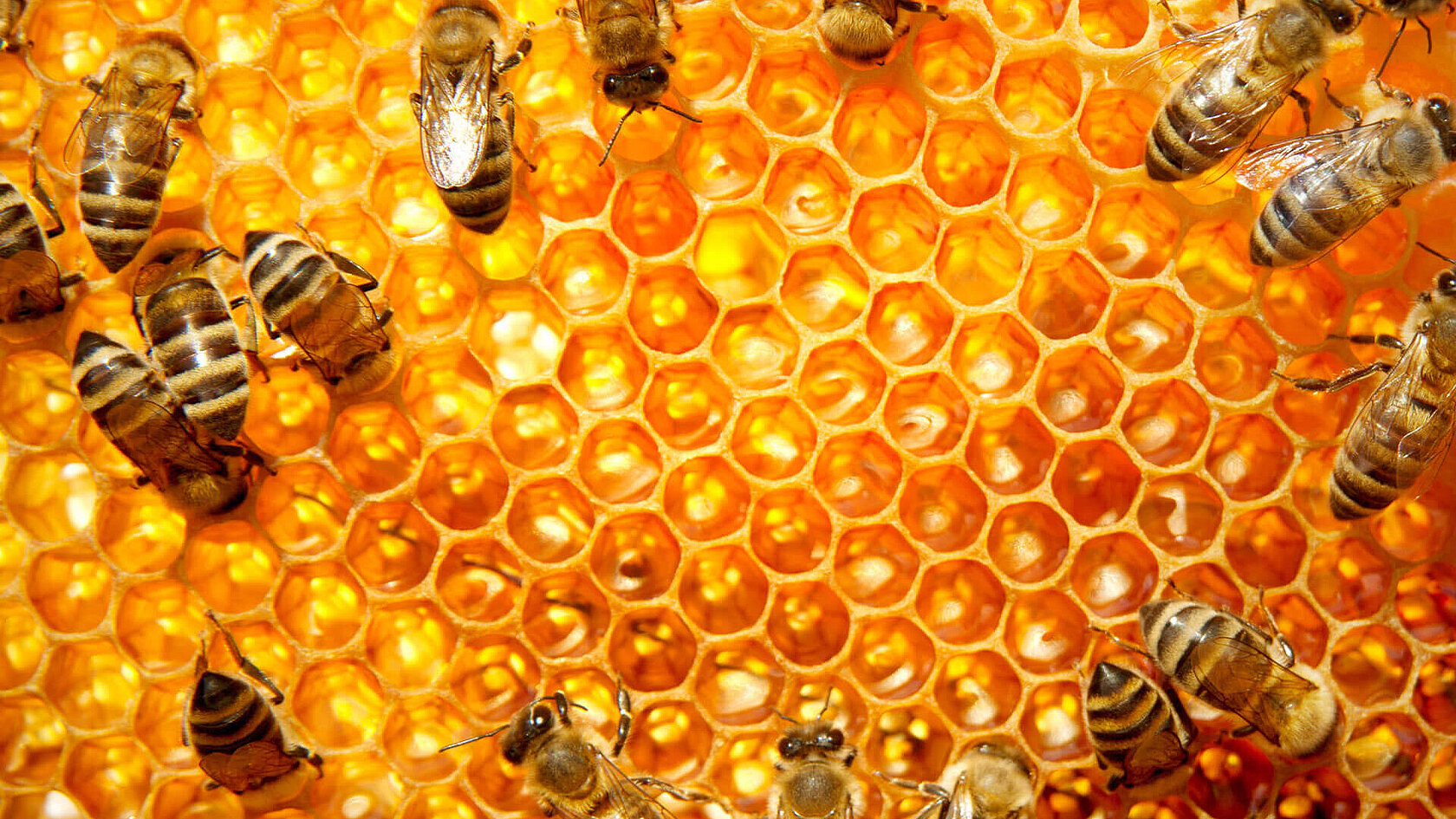 Красивые соты с пчелами
