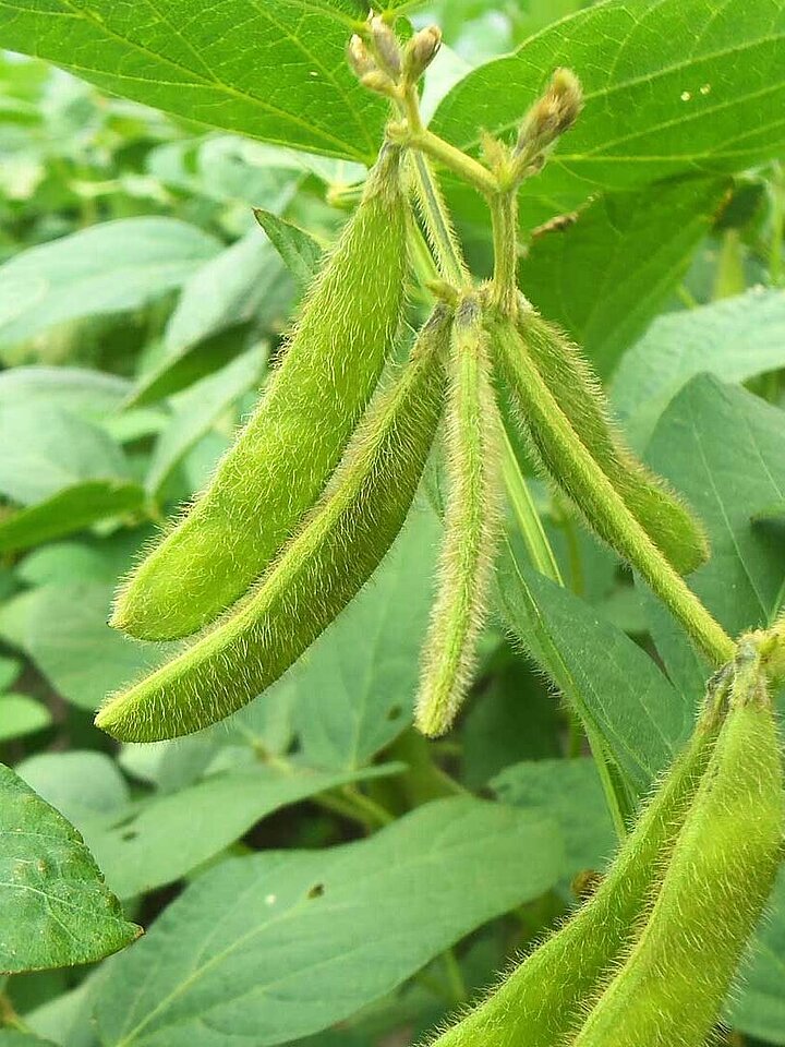 Soy plant