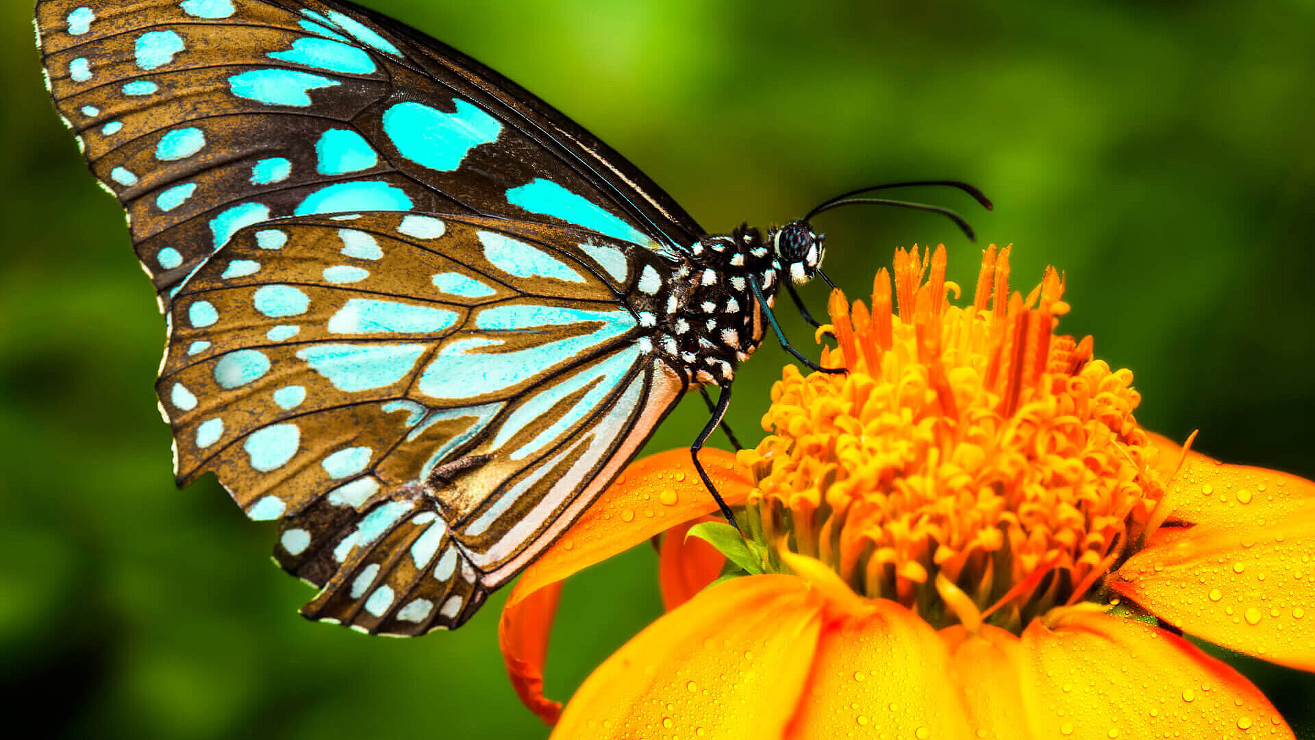 DATA BULLETIN Ecology analysis butterfly