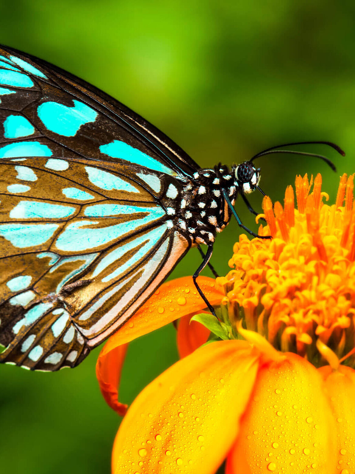 エコロジー分析(蝶)