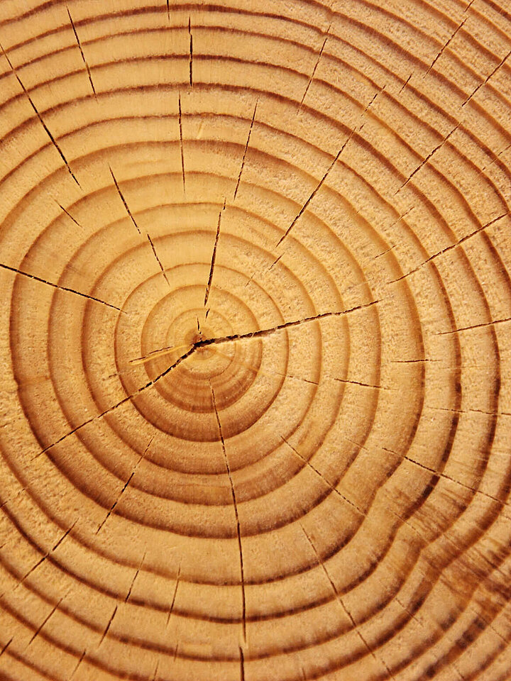 Climate research tree rings