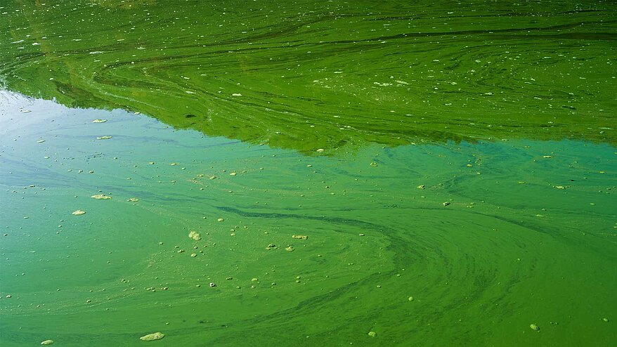 Blue-green algae or cyanobacteria in water