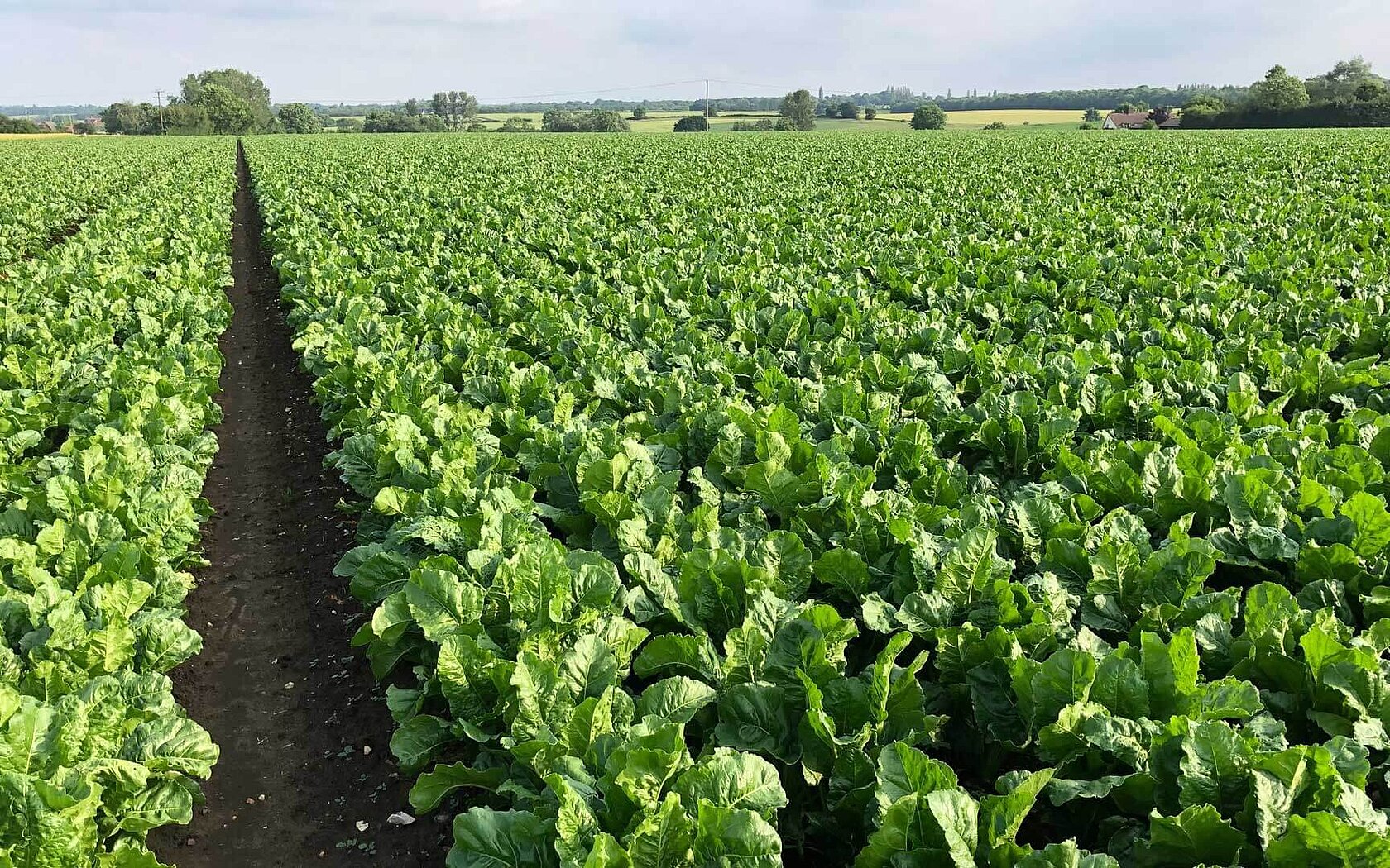 Sugar beet field
