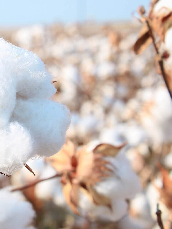 Raw cotton