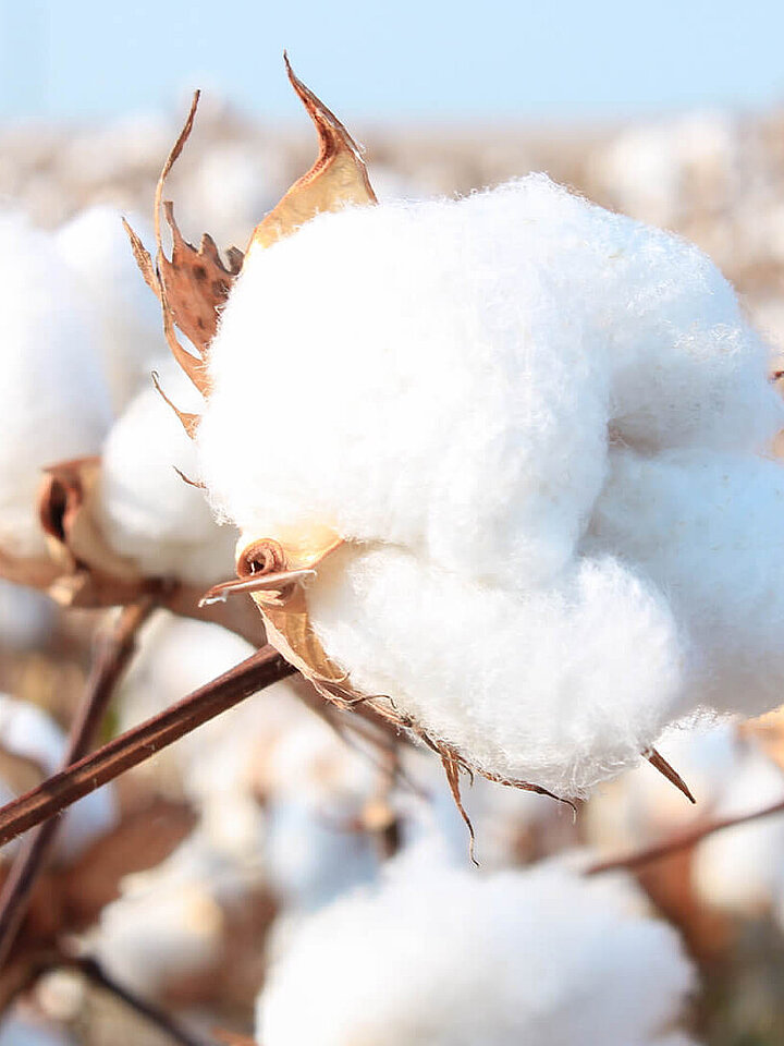 Raw cotton