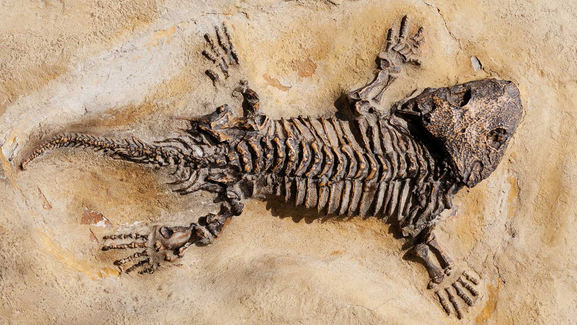 Application Note Fossil