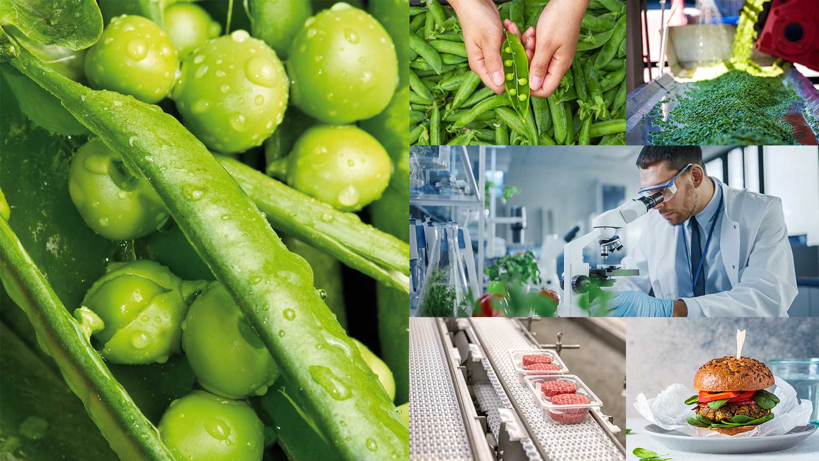 Plant to plate